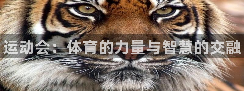一竞技官方正版app科技
